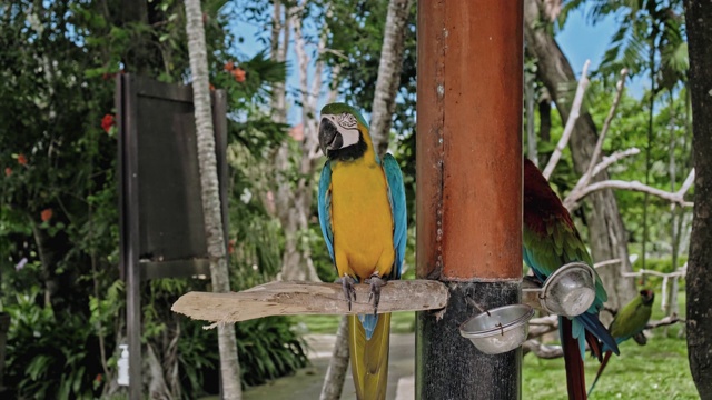 有黄色和蓝色羽毛的鹦鹉，在它通常的栖息地有绿色的草视频素材