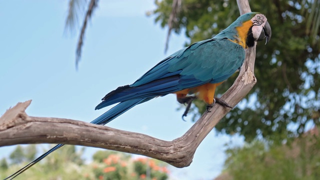 有黄色和蓝色羽毛的鹦鹉，在它通常的栖息地有绿色的草视频素材
