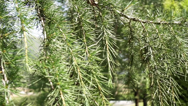 一种常绿针叶树的垂枝，有一簇簇的针叶视频素材