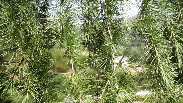 常绿针叶树的悬垂树枝视频素材
