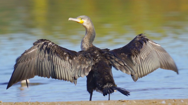 鸟-大鸬鹚(Phalacrocorax carbo)站在一个大湖的沙洲上，晾干和清洁他的羽毛在一个秋天的一天。视频下载