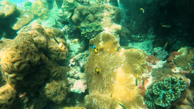 海底的尼莫鱼和海葵花视频素材