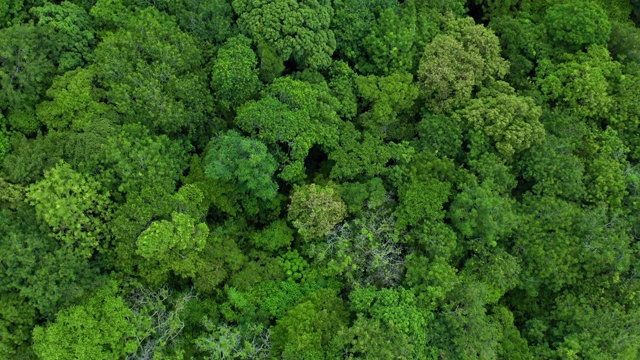 在郁郁葱葱的热带雨林上空飞翔视频素材