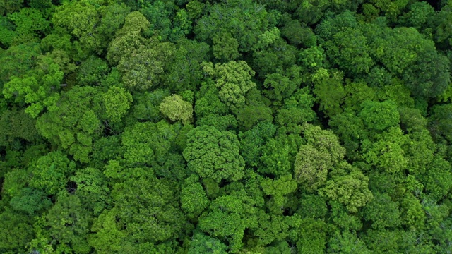 缩小旋转郁郁葱葱的热带雨林的顶视图视频素材