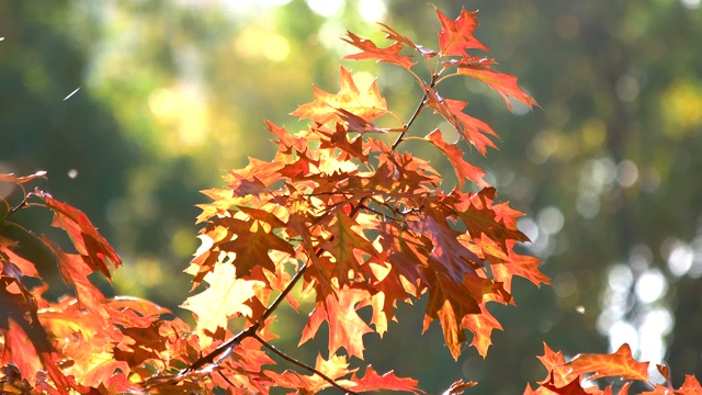 红橡树在秋天落叶。视频素材