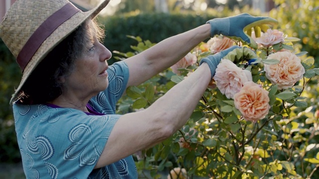 在自家花园里修剪玫瑰的老妇人视频素材