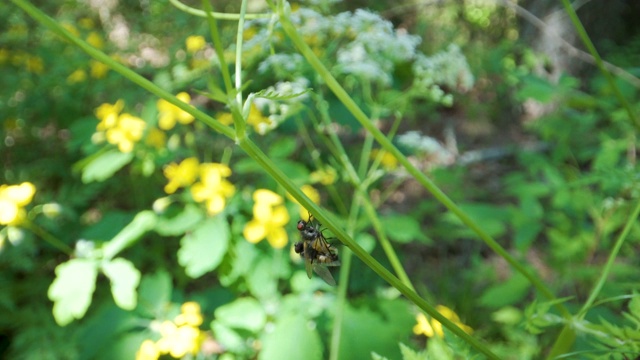 两只苍蝇挂在植物的茎上视频素材