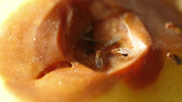 在腐烂的水果上行走的果蝇香蕉苹果果蝇黑腹果蝇视频素材
