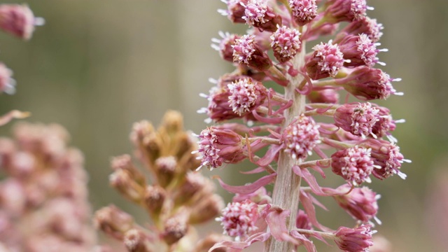 牙根植物的粉红色花朵视频素材