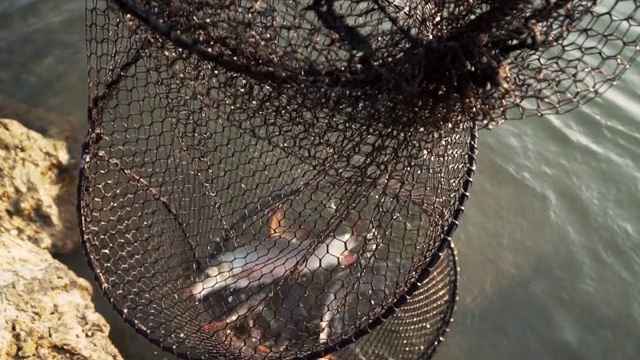渔人网里的鱼视频素材