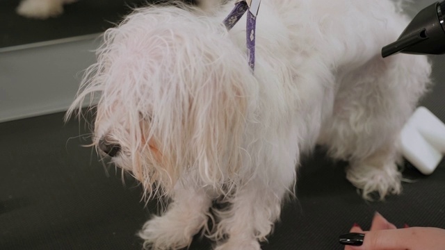 兽医用吹风机吹干狗狗的头发，并为狗狗梳理比雄肉酱。视频素材