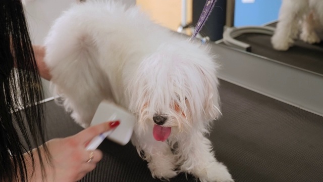 兽医用吹风机吹干狗狗的头发，并为狗狗梳理比雄肉酱。视频素材