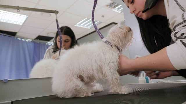 兽医在兽医诊所吹干比雄的头发。视频素材
