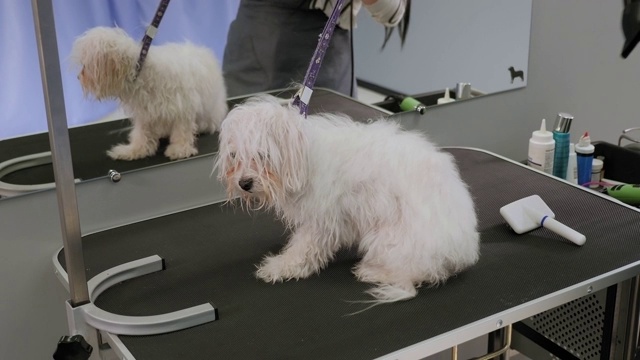 在狗美容沙龙里，一位兽医正在把狗的湿毛擦干。视频素材