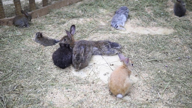许多兔子躺在草地上。装饰兔子在宠物店，出售动物视频下载
