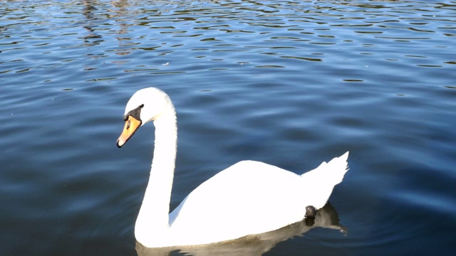 公园中央的小池塘或湖面上漂浮着优雅的白天鹅。视频素材