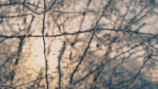 鲜亮的霜在明亮的日落的树枝上视频下载