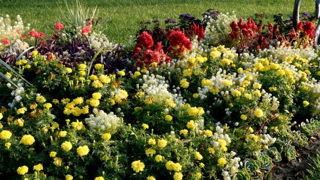 许多不同的花朵鲜艳的颜色生长和盛开在花园的花坛。视频下载