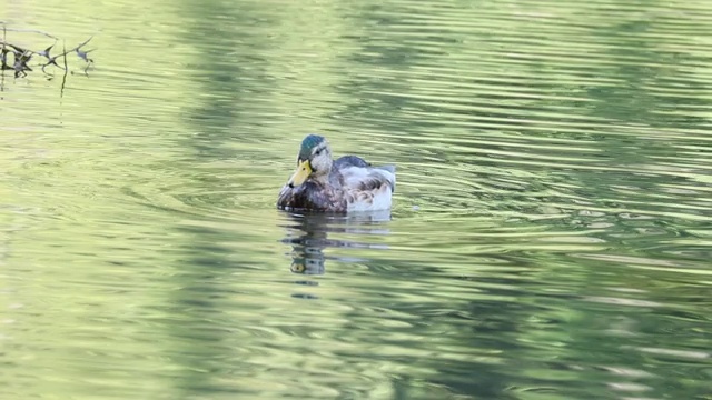 野鸭鸟在湖上游泳，寻找食物视频素材