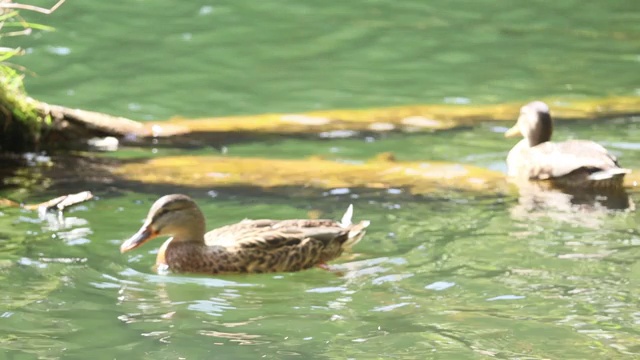 野鸭鸟在湖上游泳，寻找食物视频素材