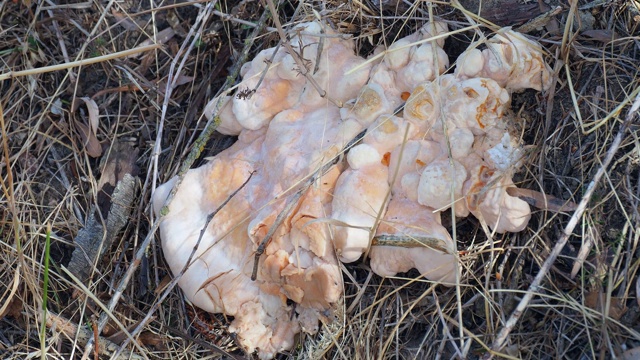 有毒的蘑菇，树根和真菌形成于树根视频素材