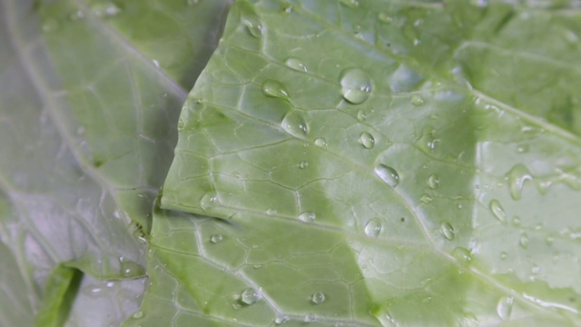 水滴落在新鲜的有机卷心菜上。微距特写慢动作视频素材