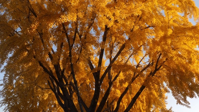 秋天银杏叶的明黄色视频下载