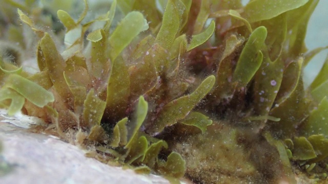 片状盘藻，地中海，塔马里乌海滩，布拉瓦科斯塔视频下载
