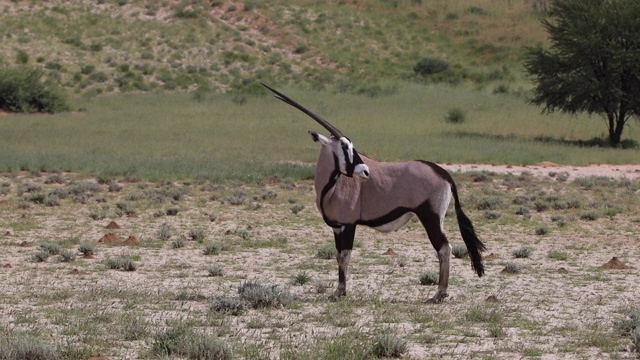 喀拉哈里的大羚羊和瞪羚视频素材