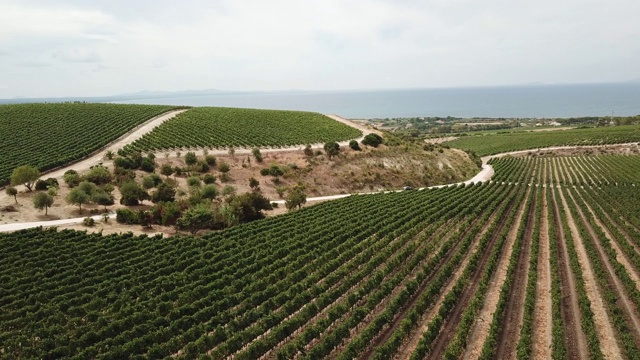 海景葡萄园，鸟瞰图。意大利撒丁岛视频下载