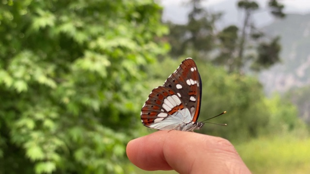 美丽的蝴蝶触手可及视频下载