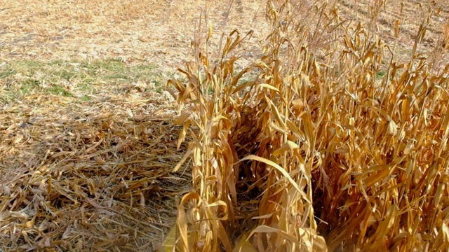 联合收割机收割玉米。农业产业慢动作视频下载
