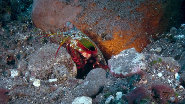 孔雀螳螂虾站在它的窝里视频素材
