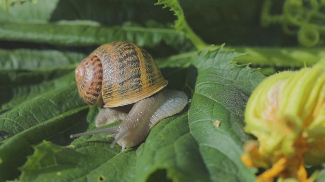 蜗牛在蔬菜骨髓特写。花园里的蜗牛。自然栖息地的蜗牛。蜗牛的农场。视频下载