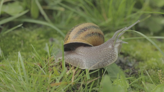 自然栖息地的蜗牛。花园里的蜗牛。蜗牛的农场。草地上有蜗牛。日益增长的蜗牛。视频下载