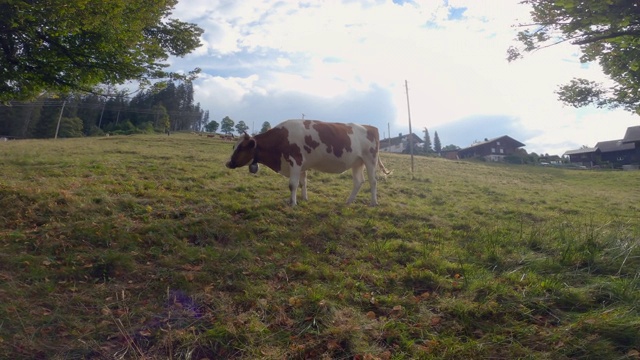 瑞士阿尔卑斯山山顶上的奶牛视频下载