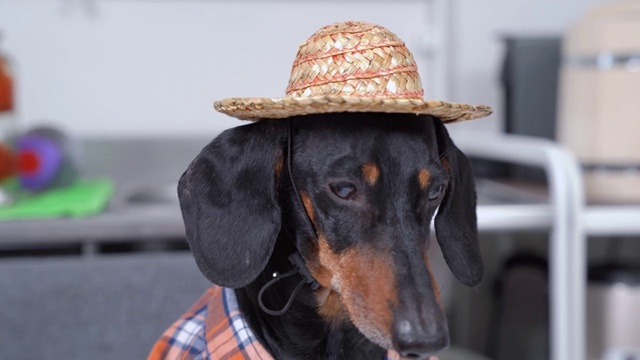 这只可爱的黑棕相间的腊肠狗，穿着滑稽的格子农家衬衫和草帽，从左到右，从上到下从不同的角度看。可爱的狗在家里的近距离肖像视频下载