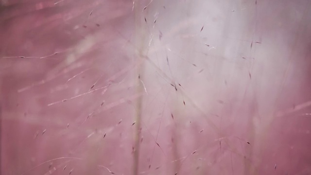 秋天粉红色的草视频下载