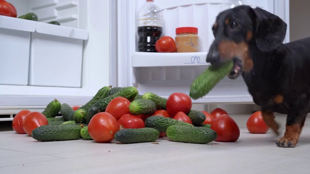 家里敞开的冰箱前放着一堆新鲜成熟的黄瓜和西红柿。顽皮的腊肠狗咬住蔬菜跑开了视频素材