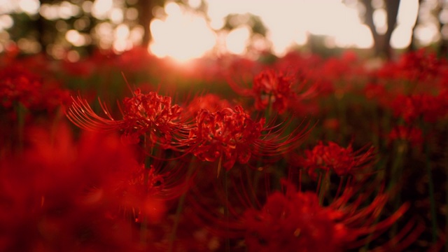 日落时分，公园内的红蜘蛛百合(石蒜)视频素材