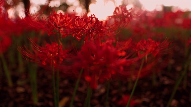 日落时分，公园内的红蜘蛛百合(石蒜)视频下载