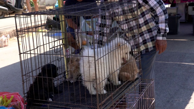 活的小狗在市场的笼子里玩耍视频素材