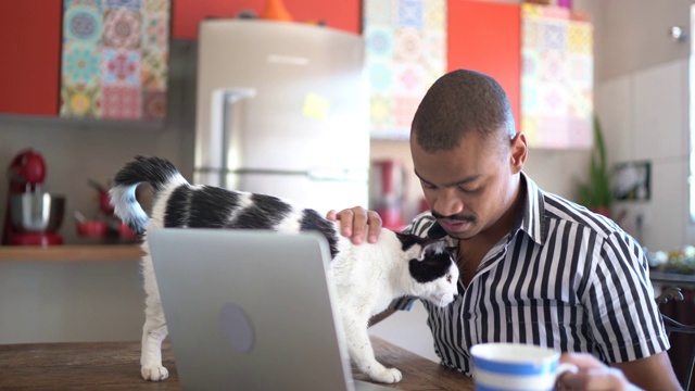 男人在家里用笔记本电脑和猫玩视频下载