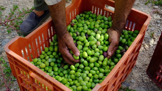 一个农民的手的缓慢动作，他进入一个盒子，展示了刚收获的橄榄在一天的收获和在阳光下，让他们慢慢落下。收获的概念视频素材
