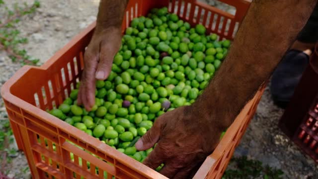 一个农民的手的缓慢动作，他进入一个盒子，展示了刚收获的橄榄在一天的收获和在阳光下，让他们慢慢落下。收获的概念视频素材