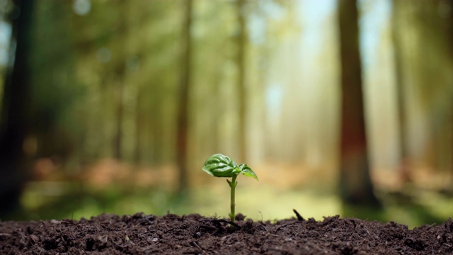 新生命概念的开始，小绿色植物的茎在阳光的沃土中升起。有机植物在生态友好环境中生长。苗木落地、发芽、栽培及农业视频下载