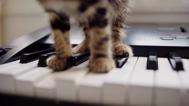 一只猫猫玩键盘玩得很开心。特写镜头视频素材
