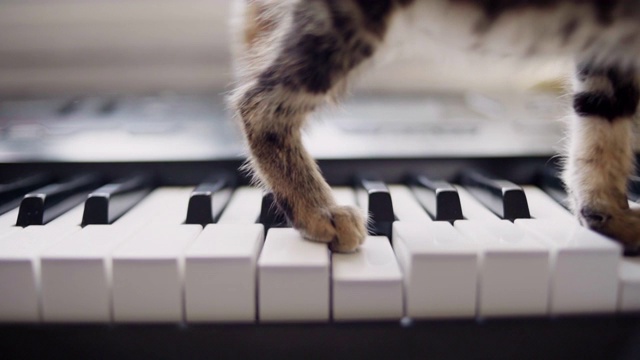 一只猫猫玩键盘玩得很开心。特写镜头视频素材