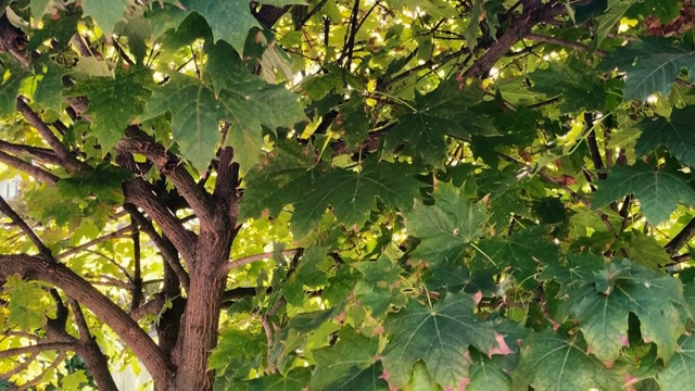 在温暖的夏天，美丽的树和绿色的叶子视频下载