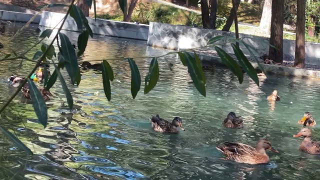 温暖的秋日，鸭子在湖里游泳视频下载